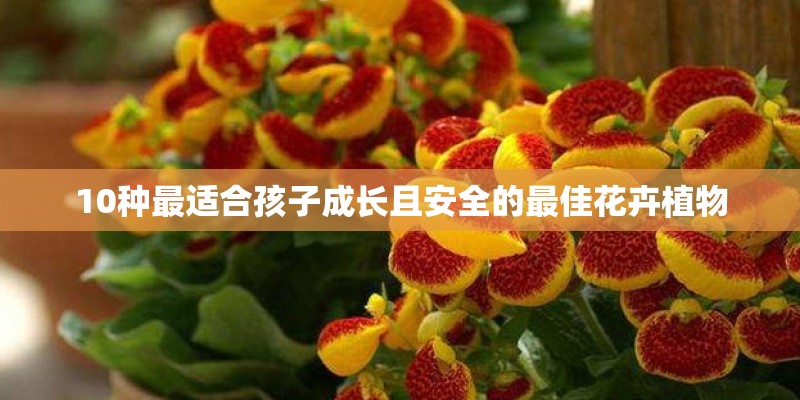 10种最适合孩子成长且安全的最佳花卉植物