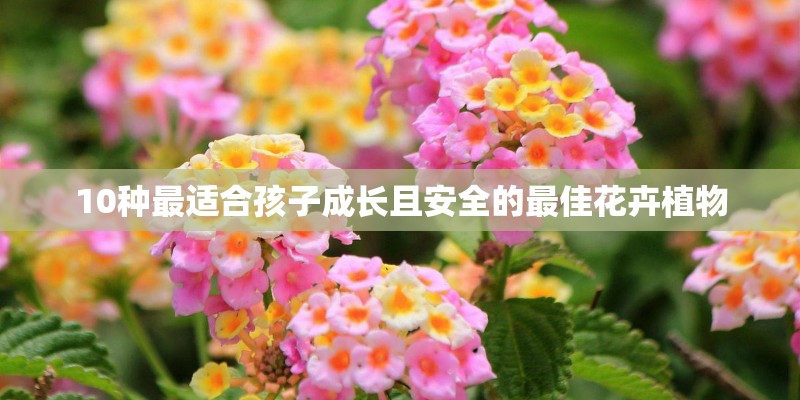 10种最适合孩子成长且安全的最佳花卉植物