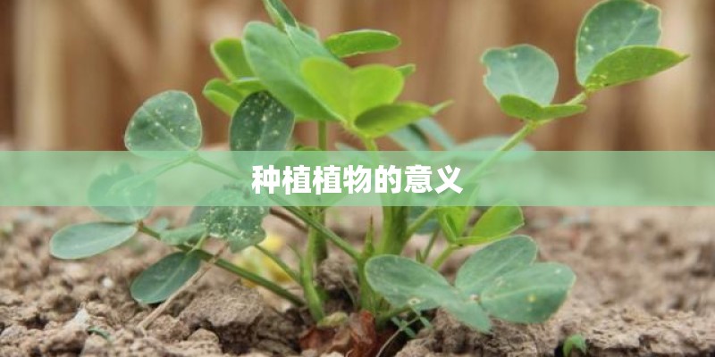 种植植物的意义
