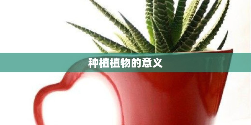 种植植物的意义