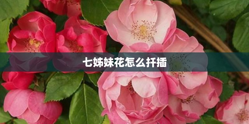 七姊妹花怎么扦插