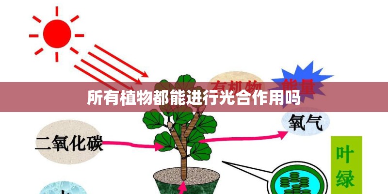所有植物都能进行光合作用吗