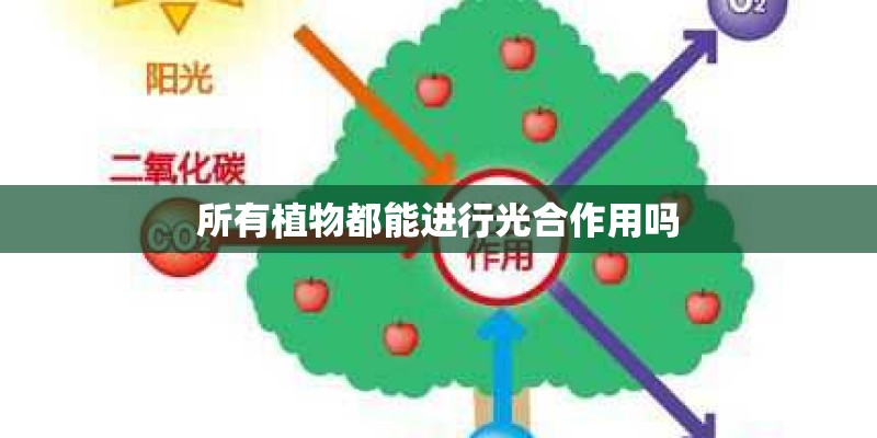 所有植物都能进行光合作用吗