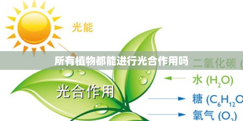 所有植物都能进行光合作用吗