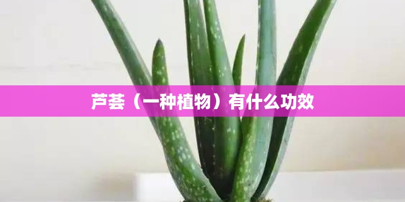 芦荟（一种植物）有什么功效