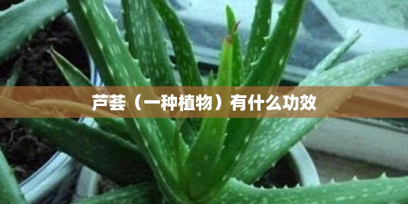 芦荟（一种植物）有什么功效