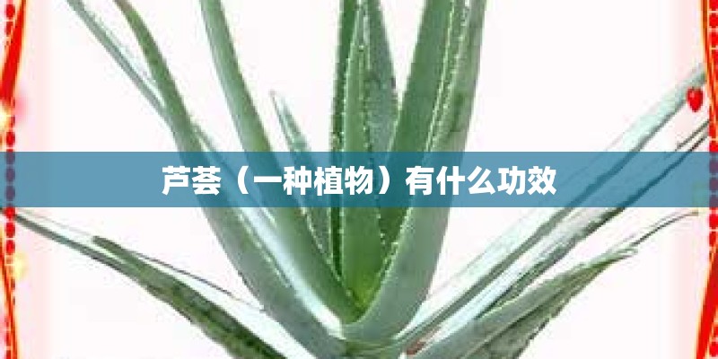 芦荟（一种植物）有什么功效