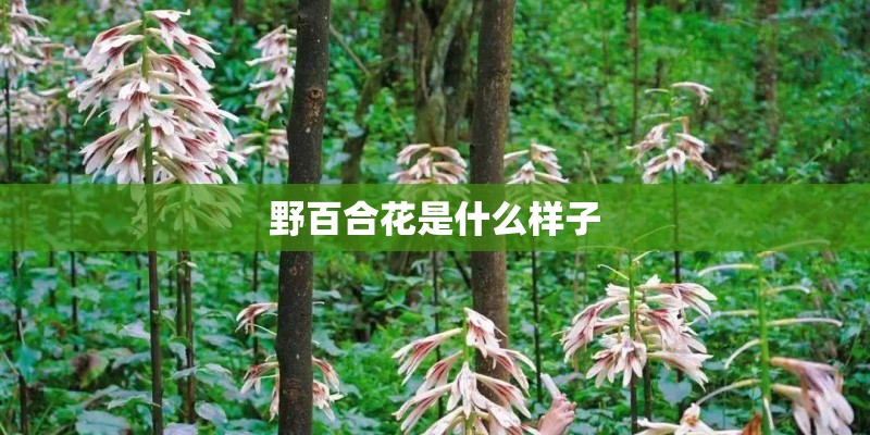 野百合花是什么样子