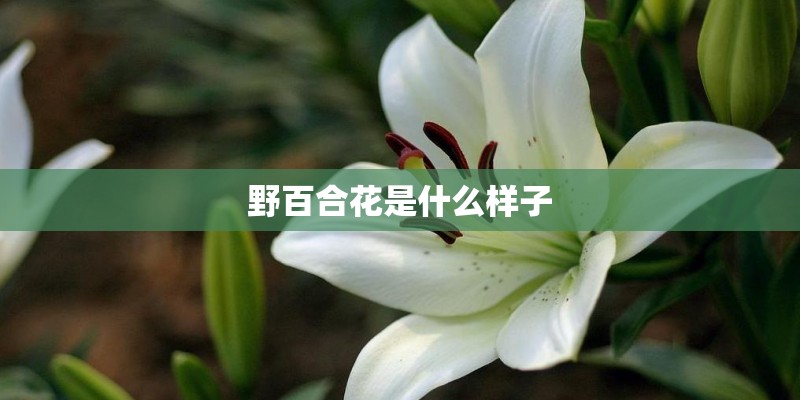 野百合花是什么样子