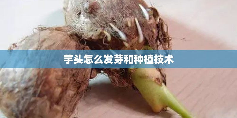 芋头怎么发芽和种植技术