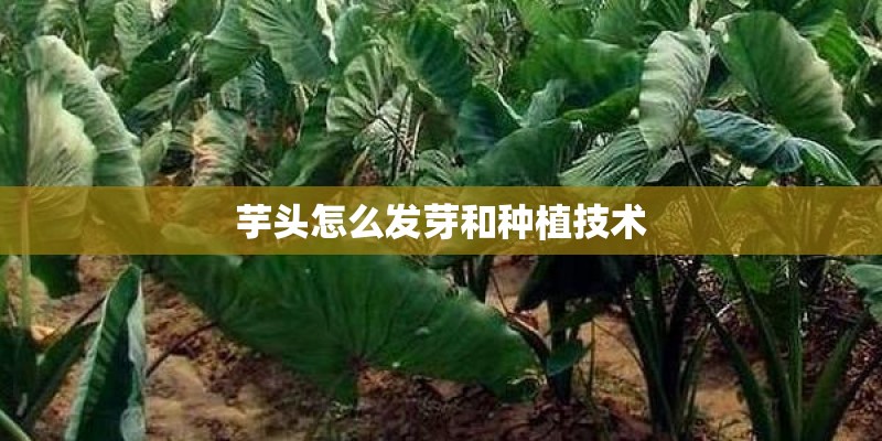 芋头怎么发芽和种植技术