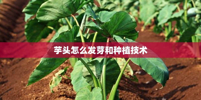 芋头怎么发芽和种植技术