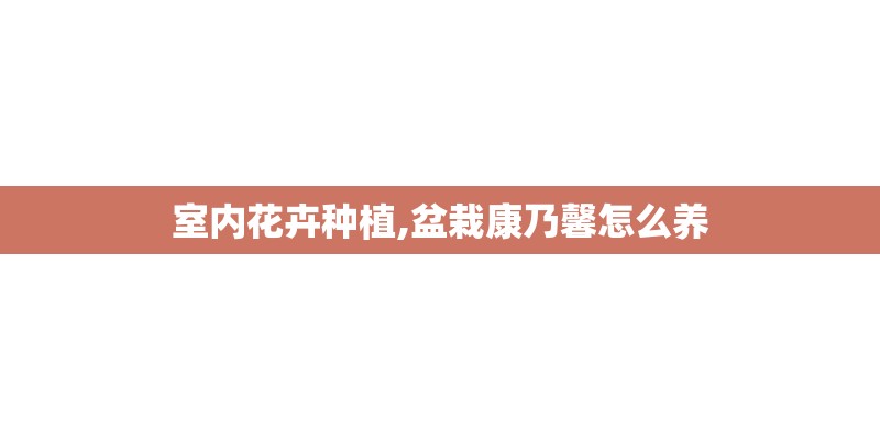 室内花卉种植,盆栽康乃馨怎么养