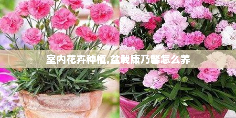 室内花卉种植,盆栽康乃馨怎么养