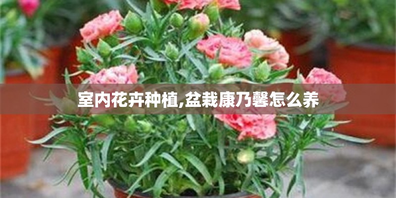 室内花卉种植,盆栽康乃馨怎么养