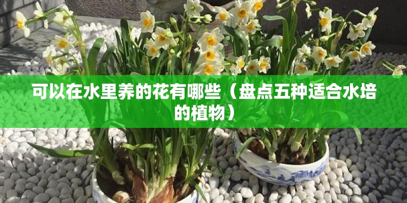 可以在水里养的花有哪些（盘点五种适合水培的植物）