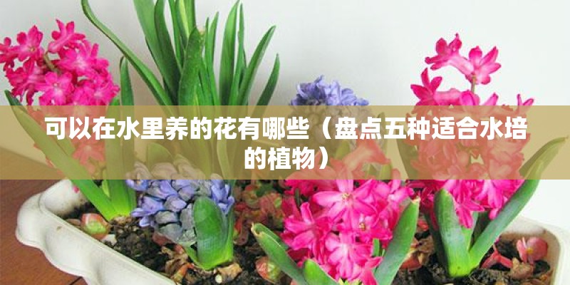 可以在水里养的花有哪些（盘点五种适合水培的植物）
