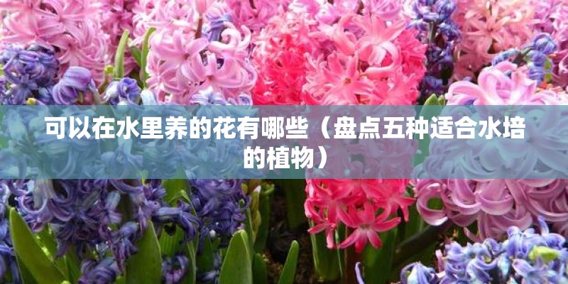 可以在水里养的花有哪些（盘点五种适合水培的植物）