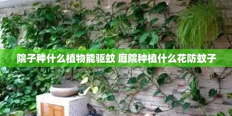 院子种什么植物能驱蚊 庭院种植什么花防蚊子