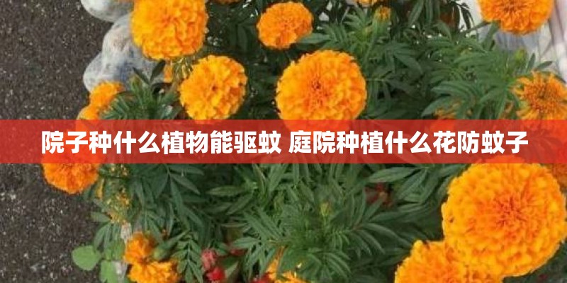 院子种什么植物能驱蚊 庭院种植什么花防蚊子