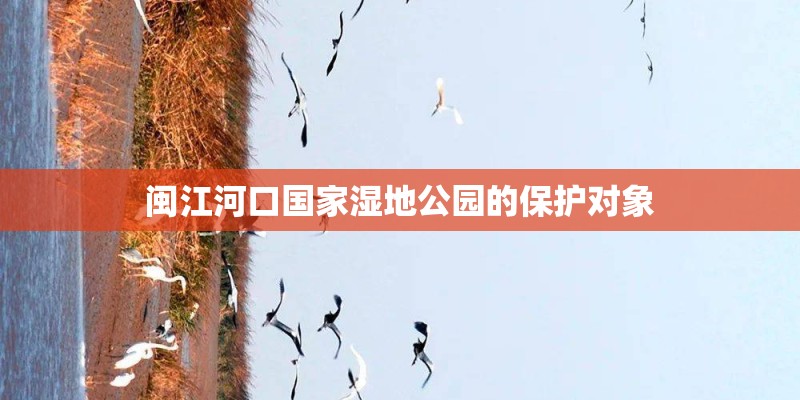 闽江河口国家湿地公园的保护对象