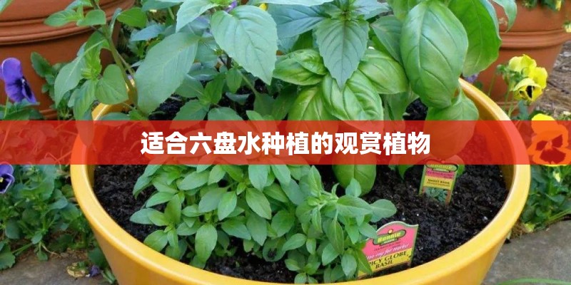 适合六盘水种植的观赏植物