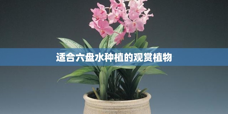 适合六盘水种植的观赏植物