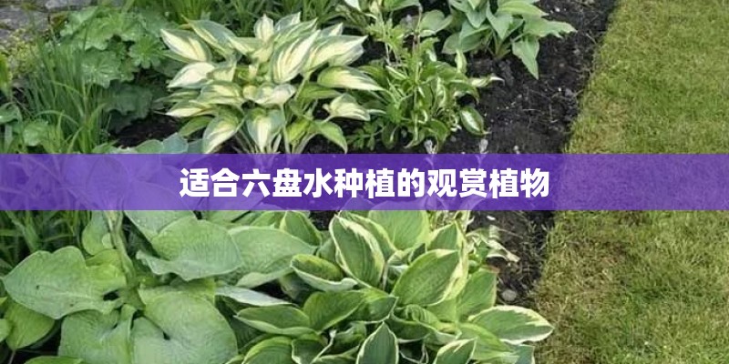 大班科学《种豆子》教案_1 大班科学《种豆子》教案_1