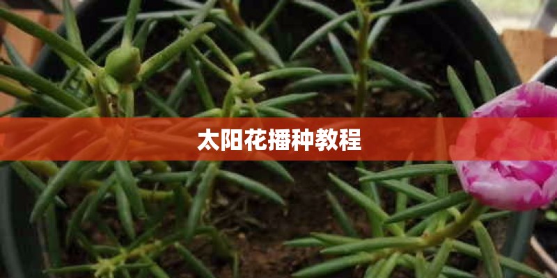 太阳花播种教程