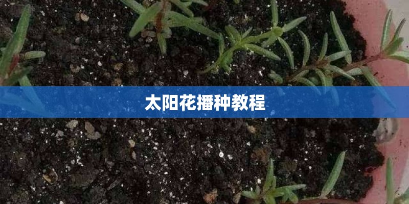 太阳花播种教程