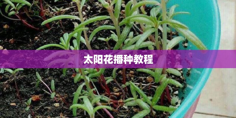 太阳花播种教程