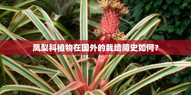 凤梨科植物在国外的栽培简史如何？
