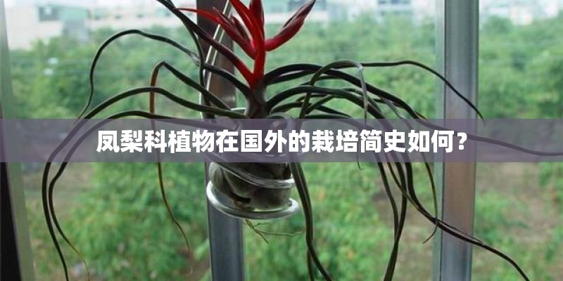 凤梨科植物在国外的栽培简史如何？
