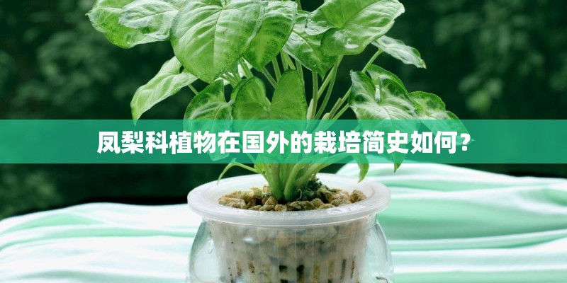 凤梨科植物在国外的栽培简史如何？