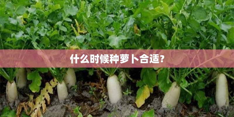 什么时候种萝卜合适？