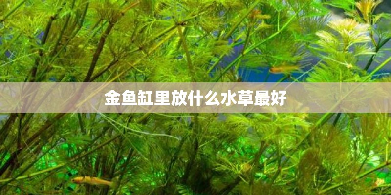 金鱼缸里放什么水草最好