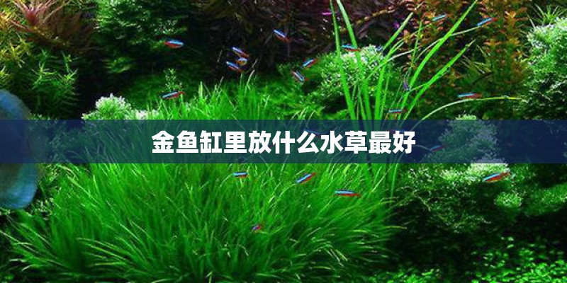金鱼缸里放什么水草最好
