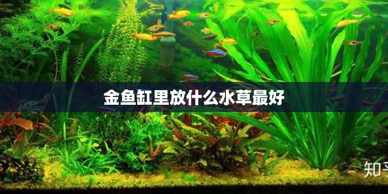 金鱼缸里放什么水草最好