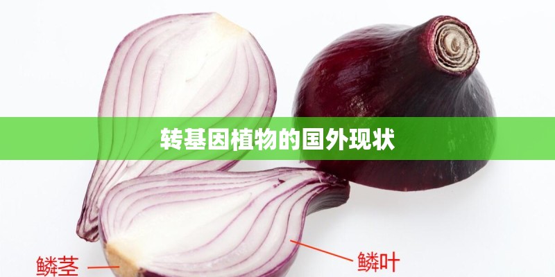 转基因植物的国外现状
