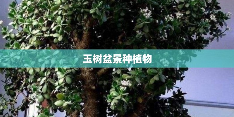 玉树盆景种植物