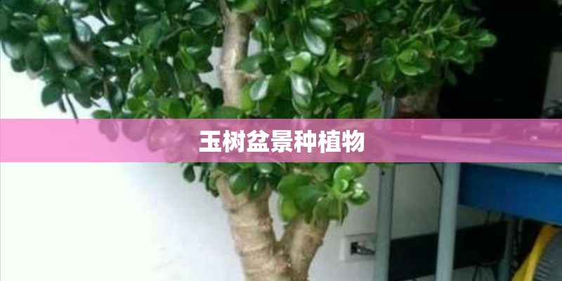 玉树盆景种植物