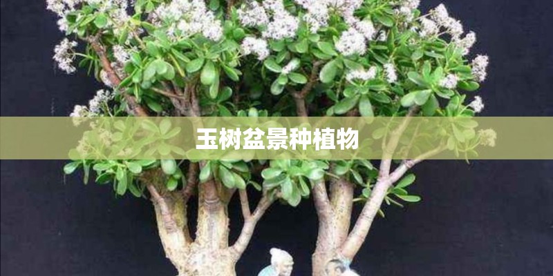 玉树盆景种植物