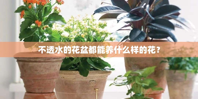不透水的花盆都能养什么样的花？