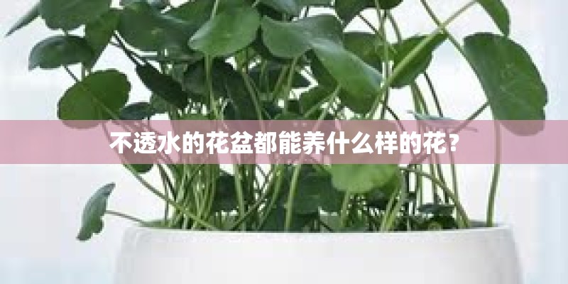 不透水的花盆都能养什么样的花？