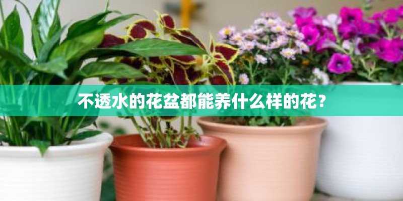 不透水的花盆都能养什么样的花？