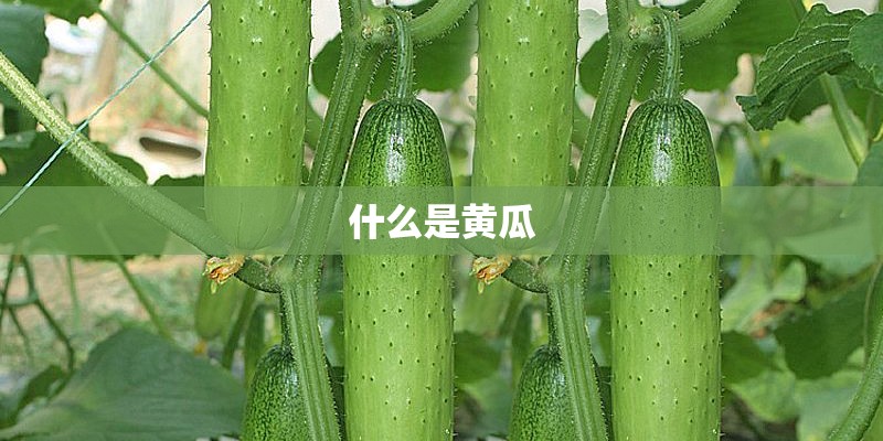 什么是黄瓜 什么是黄瓜