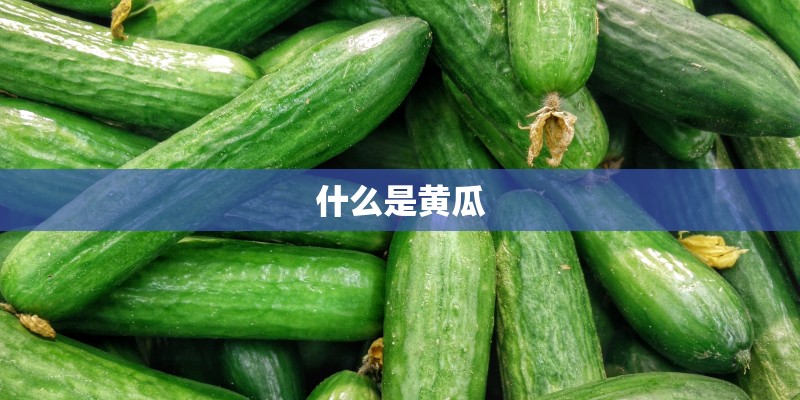 什么是黄瓜 什么是黄瓜