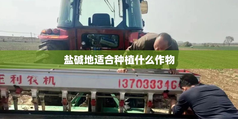 盐碱地适合种植什么作物
