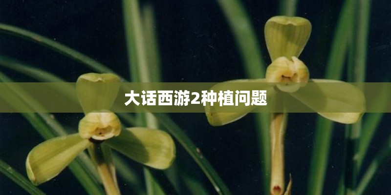 大话西游2种植问题
