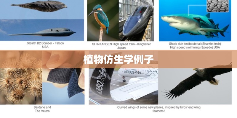 大班科学《种豆子》教案_1 大班科学《种豆子》教案_1